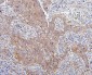 Anti-CDK1 Antibody Picoband™ (monoclonal, 2G11)